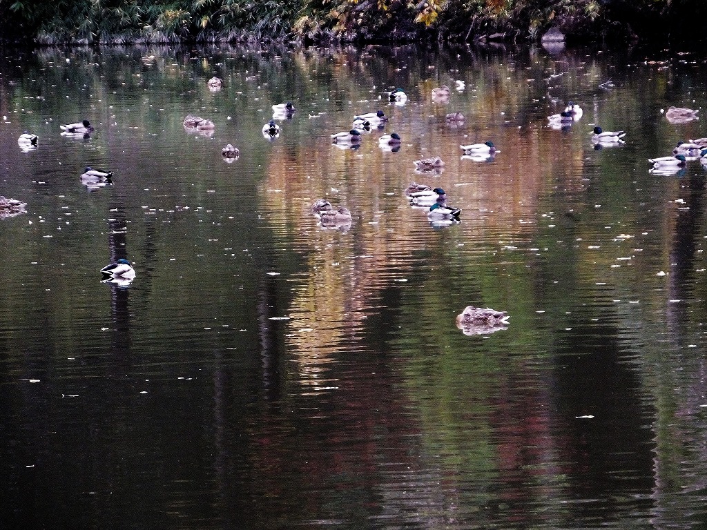 坂田が池公園で　続き　　　　　　_b0236251_11265071.jpg