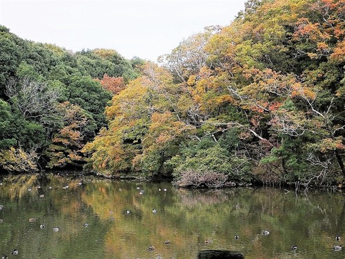 坂田が池公園で　続き　　　　　　_b0236251_11265645.jpg