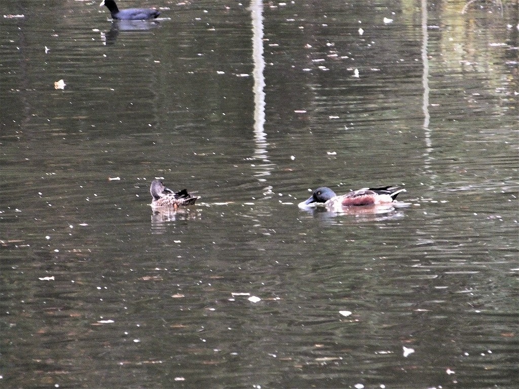 坂田が池公園で　続き　　　　　　_b0236251_11315359.jpg