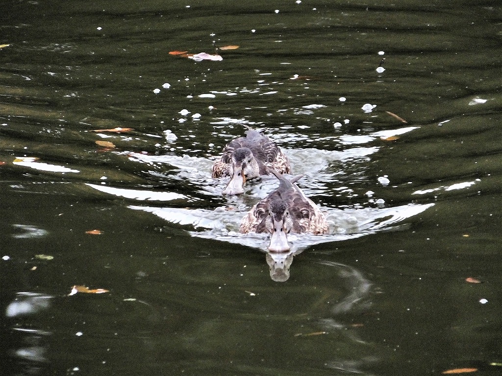 坂田が池公園で　続き　　　　　　_b0236251_11321964.jpg