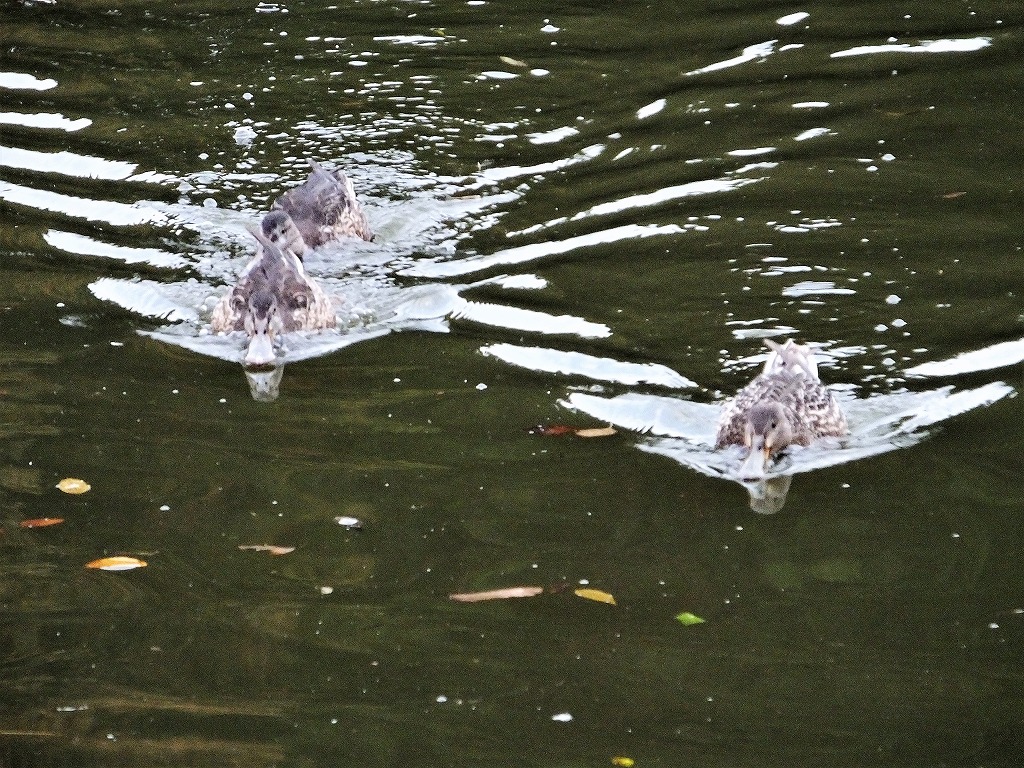 坂田が池公園で　続き　　　　　　_b0236251_11322789.jpg