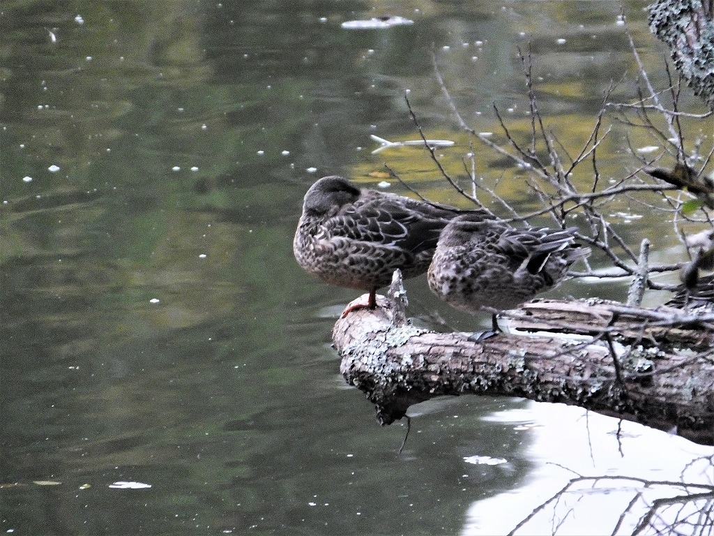 坂田が池公園で　続き　　　　　　_b0236251_11331938.jpg