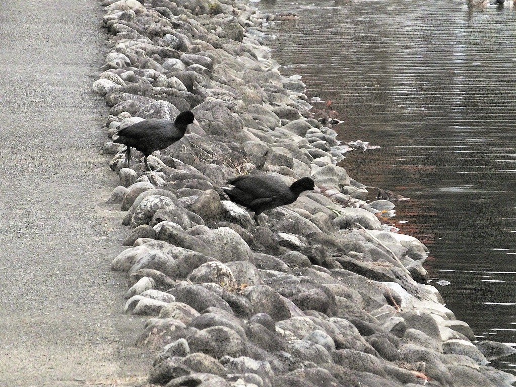 坂田が池公園で　続き　　　　　　_b0236251_11344060.jpg