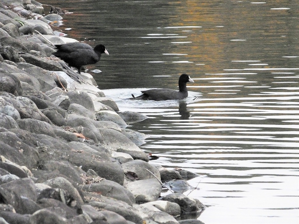 坂田が池公園で　続き　　　　　　_b0236251_11344597.jpg