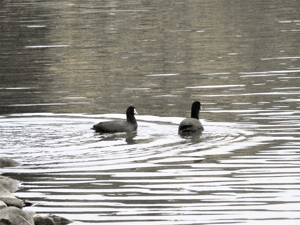 坂田が池公園で　続き　　　　　　_b0236251_11345354.jpg