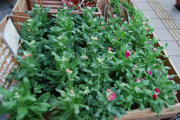 a0201358_1631319.jpg