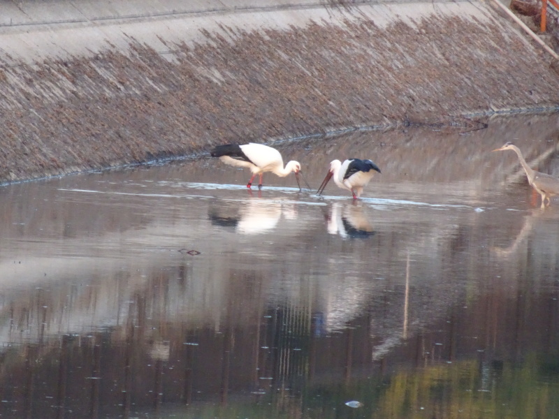 岬町に豊岡からコウノトリの番がやって来た_c0108460_00174509.jpg