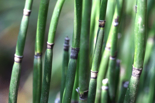 トクサ Equisetum hyemale _f0165160_16495961.gif