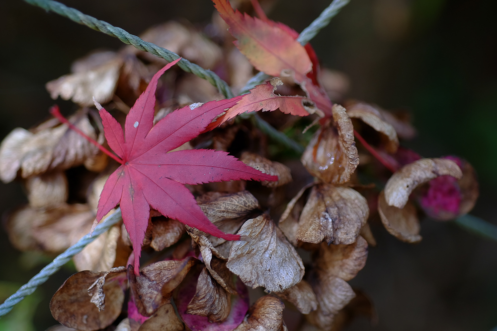 紅葉_b0190066_16132833.jpg