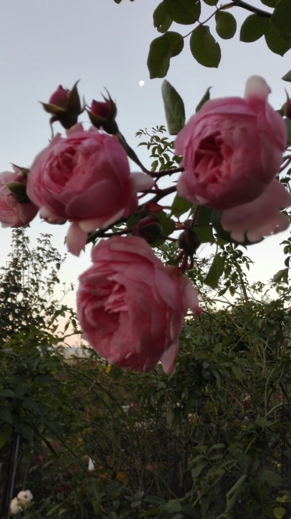 e0356469_07171540.jpg