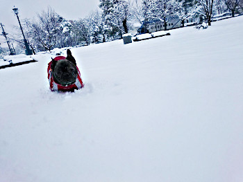 雪とタイちゃん（2016冬の入り）_b0056476_12290965.jpg