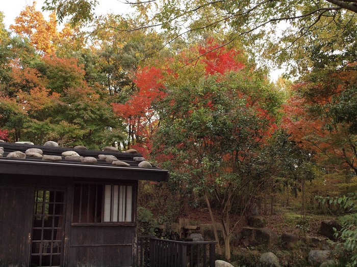 『木曽川水園秋風景・・・・・』_d0054276_20341368.jpg