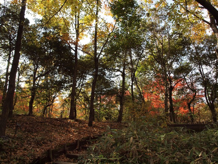 『木曽川水園秋風景・・・・・』_d0054276_20354519.jpg