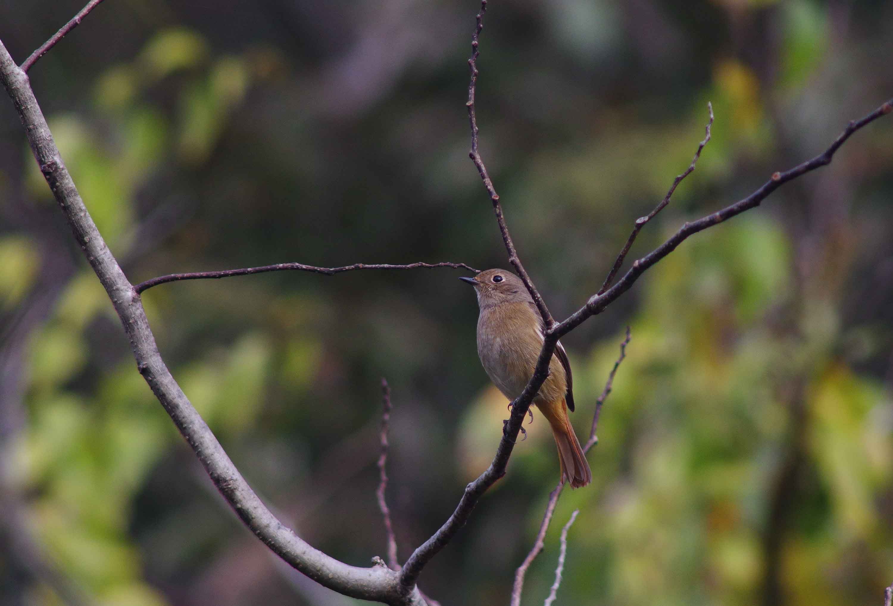 2016年　１１月　　野鳥_c0176183_16385570.jpg