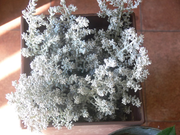e0140986_14203759.jpg