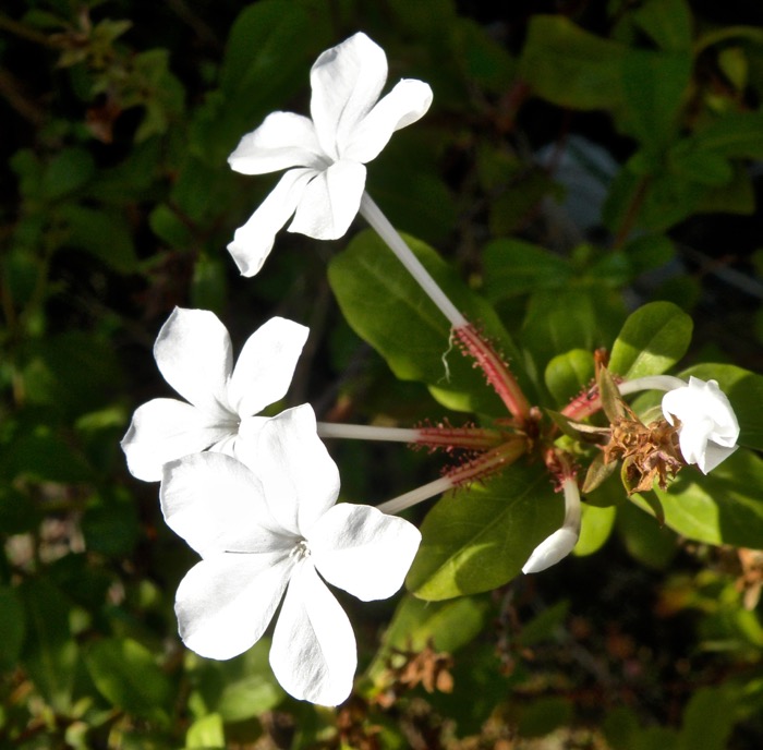 白色のルリマツリです 楽餓鬼 白色のルリマツリです 楽餓鬼