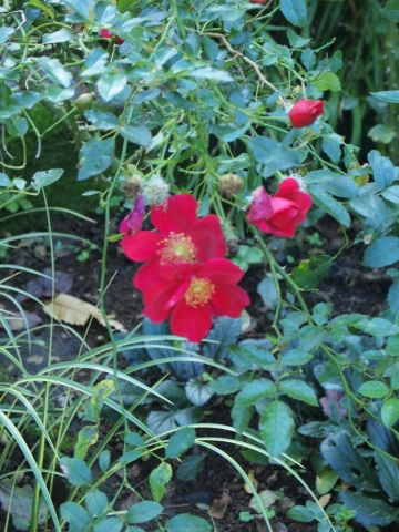 秋のお出かけ･･･････神奈川_b0331802_16494833.jpg
