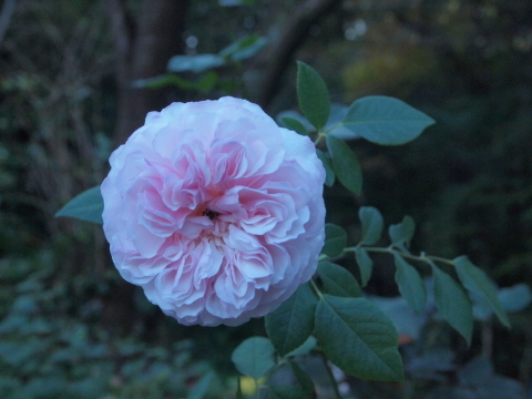 秋のお出かけ･･･････神奈川_b0331802_16504498.jpg