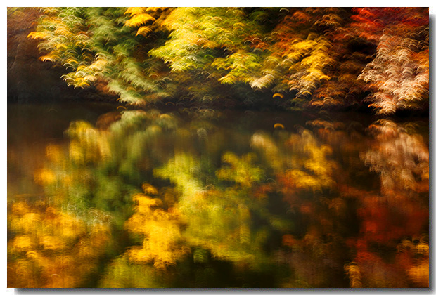 円成寺の紅葉_a0285603_181041.jpg