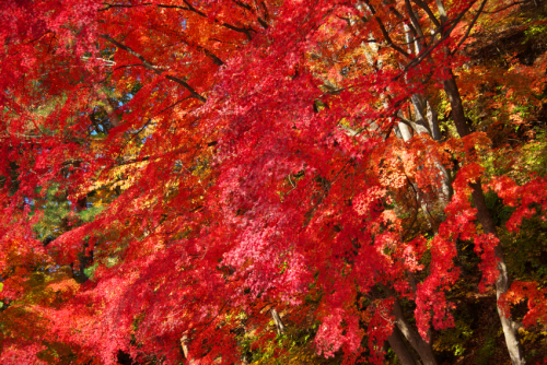 河口湖湖畔の紅葉1_a0263109_15512407.jpg