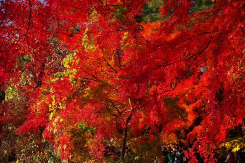 河口湖湖畔の紅葉1_a0263109_15512829.jpg