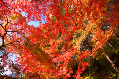 河口湖湖畔の紅葉1_a0263109_15523039.jpg