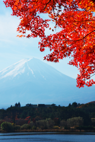 河口湖湖畔の紅葉1_a0263109_15523049.jpg