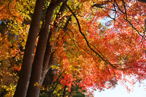 河口湖湖畔の紅葉1_a0263109_15523163.jpg