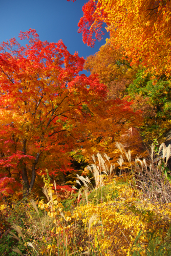 河口湖湖畔の紅葉1_a0263109_15533030.jpg