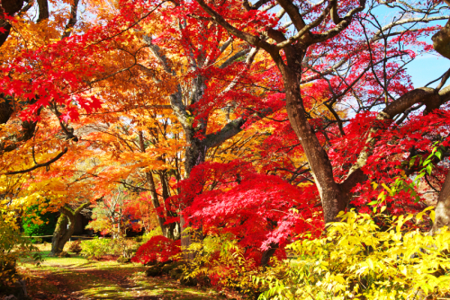 河口湖　富士ビューホテルの庭園の紅葉1_a0263109_19533597.jpg