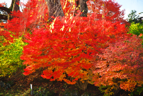 河口湖　富士ビューホテルの庭園の紅葉1_a0263109_19533786.jpg