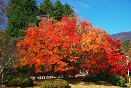 河口湖　富士ビューホテルの庭園の紅葉1_a0263109_19533971.jpg