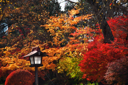 河口湖　富士ビューホテルの庭園の紅葉1_a0263109_19534087.jpg