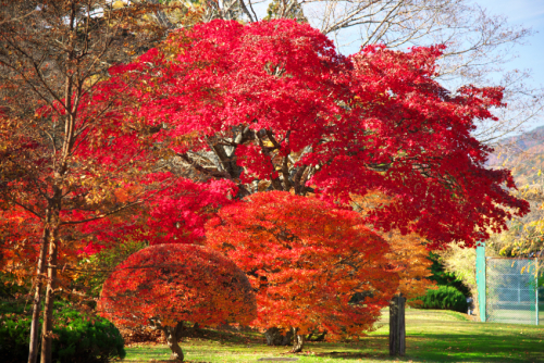 河口湖　富士ビューホテルの庭園の紅葉1_a0263109_19534122.jpg