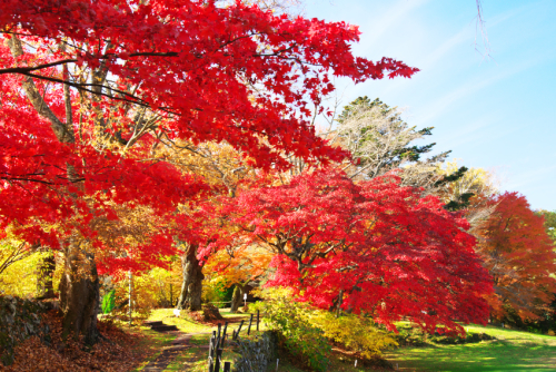 河口湖　富士ビューホテルの庭園の紅葉1_a0263109_19534249.jpg