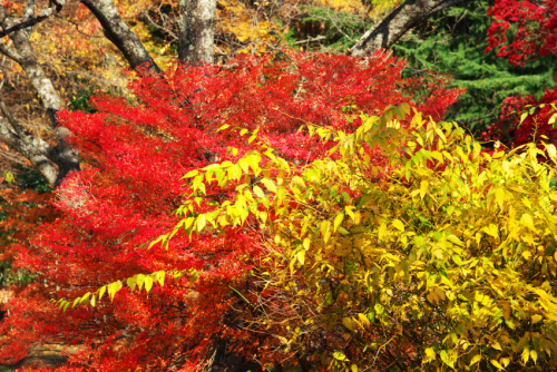 河口湖　富士ビューホテルの庭園の紅葉1_a0263109_19534314.jpg