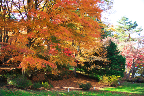 河口湖　富士ビューホテルの庭園の紅葉1_a0263109_19550192.jpg