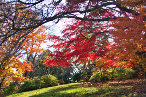 河口湖　富士ビューホテルの庭園の紅葉1_a0263109_19550399.jpg