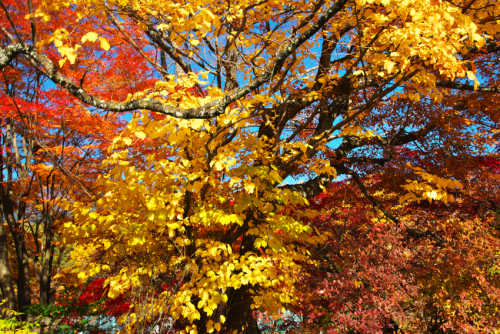 河口湖　富士ビューホテルの庭園の紅葉1_a0263109_19552700.jpg