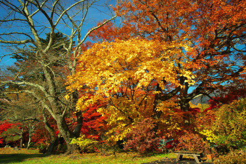 河口湖　富士ビューホテルの庭園の紅葉1_a0263109_19552795.jpg