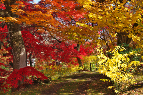 河口湖　富士ビューホテルの庭園の紅葉1_a0263109_19552819.jpg