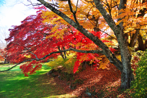 河口湖　富士ビューホテルの庭園の紅葉1_a0263109_19553081.jpg