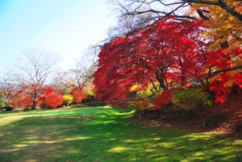 河口湖　富士ビューホテルの庭園の紅葉1_a0263109_19553180.jpg