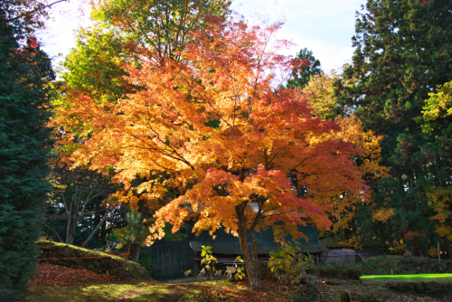 河口湖　富士ビューホテルの庭園の紅葉1_a0263109_19574667.jpg