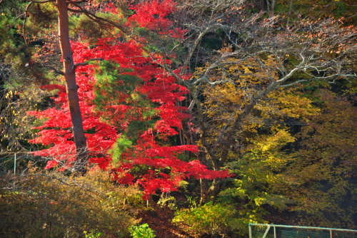 河口湖　富士ビューホテルの庭園の紅葉1_a0263109_19574739.jpg