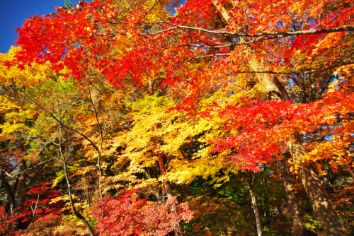 河口湖　富士ビューホテルの庭園の紅葉1_a0263109_19574887.jpg