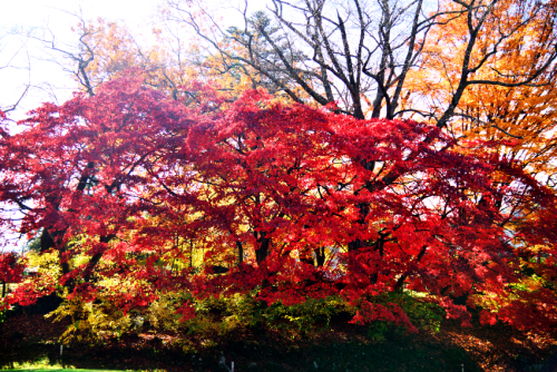 河口湖　富士ビューホテルの庭園の紅葉1_a0263109_19574961.jpg