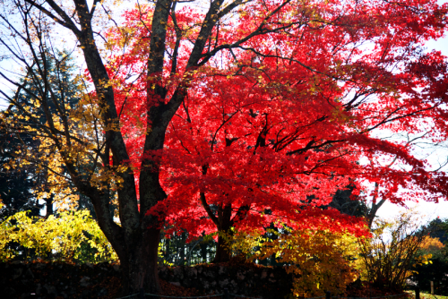 河口湖　富士ビューホテルの庭園の紅葉1_a0263109_19575072.jpg