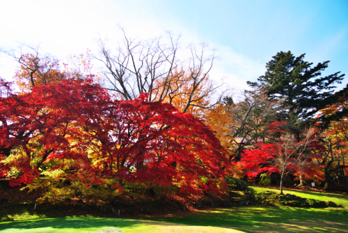 河口湖　富士ビューホテルの庭園の紅葉1_a0263109_19575134.jpg