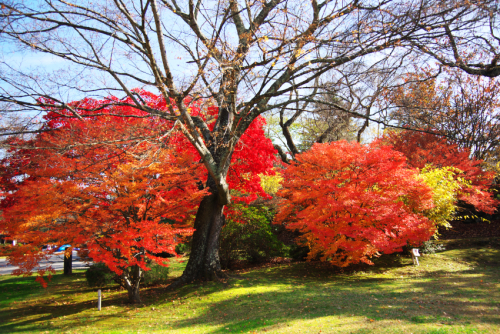 河口湖　富士ビューホテルの庭園の紅葉1_a0263109_19575239.jpg